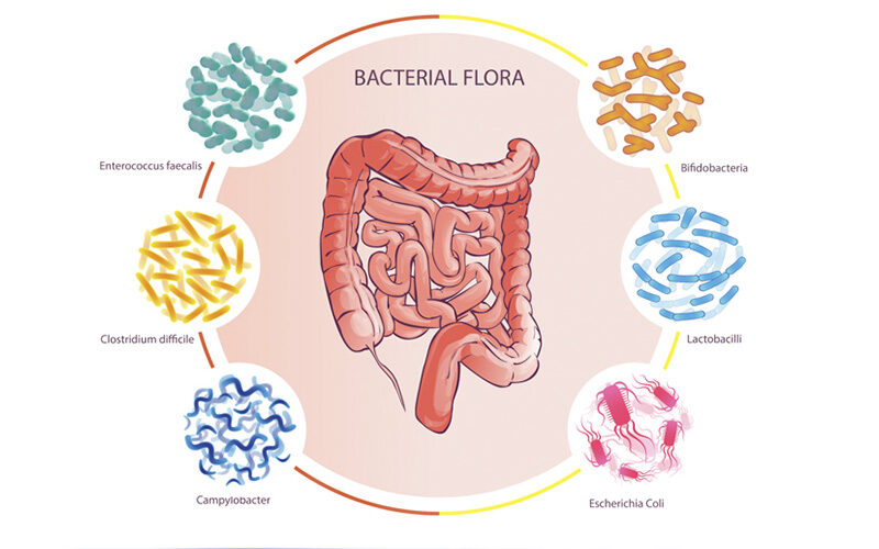 Бариатрия изменяет микробиоту кишечника